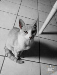 Nilo - Shiny Gato Americano de pelo corto Macho (1 año)