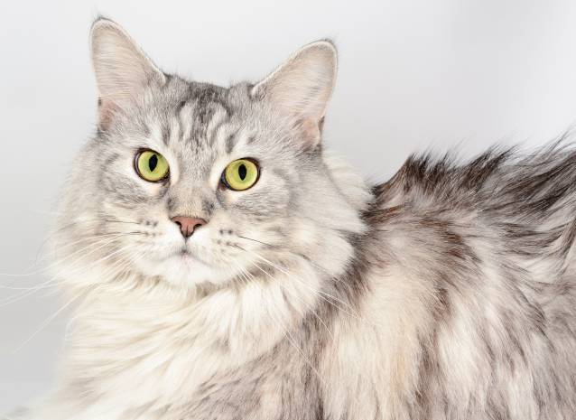 Foto Maine Coon