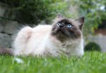 Un Ragamuffin colourpoint aux yeux bleus assis dans l'herbe